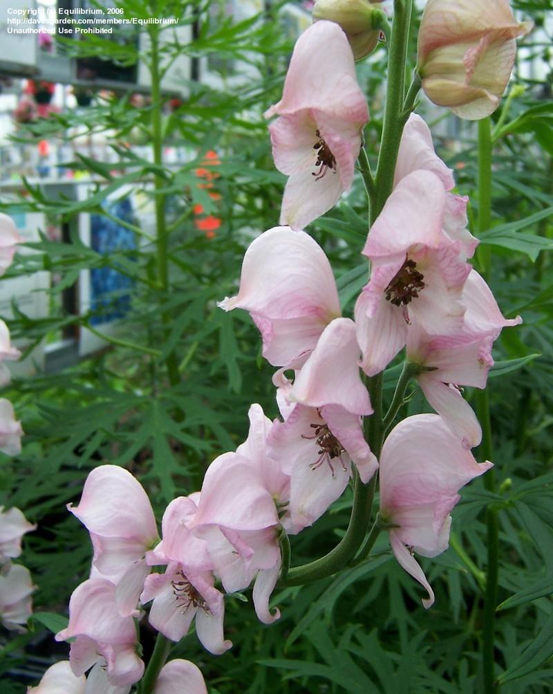 Aconitum napellus 'Rubellum'